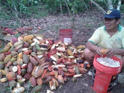 How can the organic industry keep cocoa farmers from using yield gaining pesticides and fertilizer? Photo Credit: Jacobo Salas