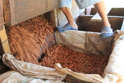 Startup ditches world cocoa market by setting annual fixed prices with farmers and exporters. Photo: UC
