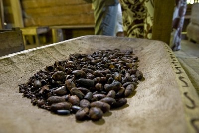 Cocoa surplus from last year enough to cover demand in current crop year, says ICCO. Photo Credit: Flickr - cstrom