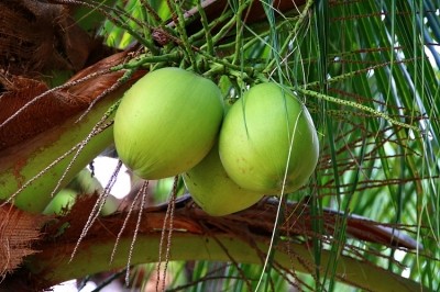 coconuts razihusin