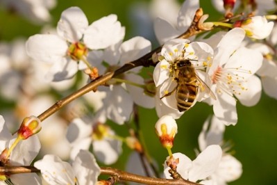 ofi is shooting to achieve Bee Friendly certification across 100% of its almond orchards. Pic: GettyImages/maexico