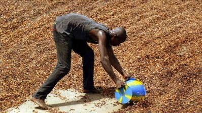  A farm worker in Côte d’Ivoire gathers up the cocoa crop