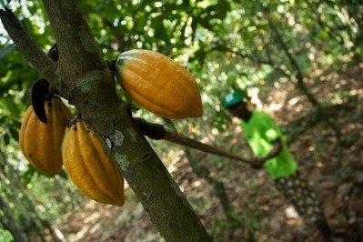 Olam's Cocoa Compass initiative has set sustainability targets to be met by 2030. Pic: Olam Cocoa