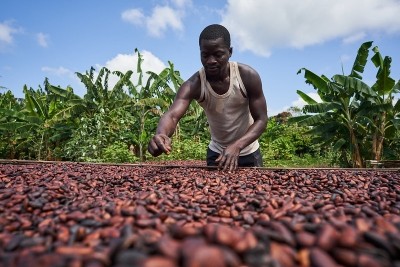 A cocoa farmer in Ghana dries this season's crop. Pic: Nana Kofi Acquah © Barry Callebaut