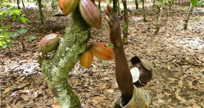 A cocoa farmer from Cacao-Trace covers up while managing  his crop. Pic: Cacao-Trace 