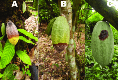 The affects of black pod disease on a cocoa tree. Pic: researchgate.net
