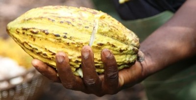 More than 69,000 cocoa farmers are adopting agroforestry practices on their land, said Ferrero. Pic: Ferrero
