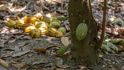 The Fairtrade-Earthworm Foundation partnership is expected to rollout the first deforestation alerts in the summer of 2022. Pic: Fairtrade