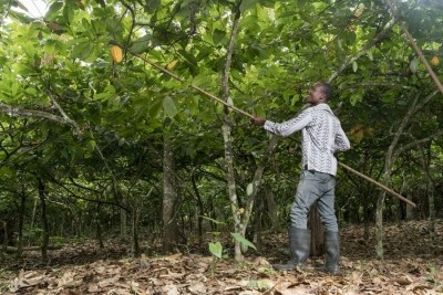 Deforestation in Blommer’s cocoa supply chains has remained consistently low, according to new data. Pic: WCF