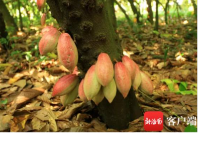China's first crop of cocoa pods. Pic: Chinese Academy of Tropical Agricultural Sciences