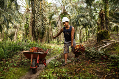Ferrero has reiterated its commitment to sourcing only palm oil that is 100% RSPO certified. Pic: RSPO