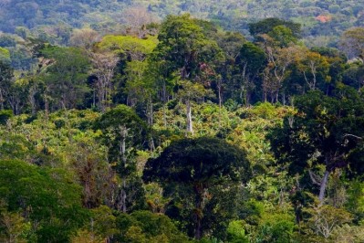 The Atlantic forest in Bahia, Brazil's main cocoa growing region. Pic: Dengo