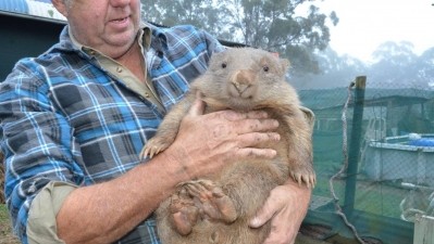 The Kinders donation mean Cedar Creek’s team can continue to care for local animals, including wombats. Pic: Cedar Creek Wombat Rescue