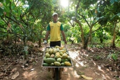 Mondelēz's Cocoa Life program also benefits farmers working in Indonesia. Pic: Mondelēz 