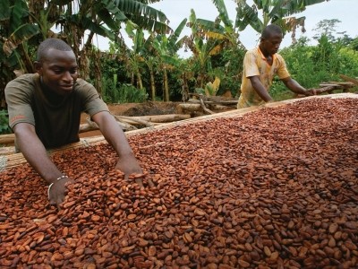 Cocoa Horizons premiums, the Barry Callebaut's preferred certification programme, increase of +63% compared to the previous year. Pic: Cocoa Horizons