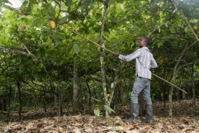 The CFI said that 1 million farmers have trained in good agricultural practices in Côte d’Ivoire and Ghana. Pic: CFI