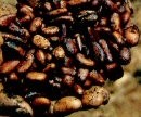 Ghana cocoa plant to remain open, confirms ADM