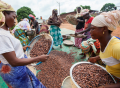 Ghana produces around 15% of the world’s cocoa beans, but receives only about 1.5% ($2 billion) of the chocolate industry’s estimated annual worth of $130 billion. Pic: Fairtrade International