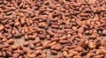 The trading community has encouraged the growth of cocoa production, the ECA Forum was told. Pic: CN
