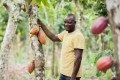 A cocoa farmer enrolled into Nestlé's Income Accelerator Programme. Pic: Nestlé 