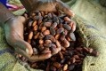 The 2022 Cocoa Barometer reports on poor returns in the fight to make the sector more sustainable